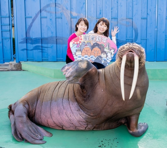 水族館の人気者と謹賀新年の写真を撮ろう 大人気のセイウチと一緒に撮影ができる謹賀新年の写真撮影イベントが今年もスタ ニコニコニュース