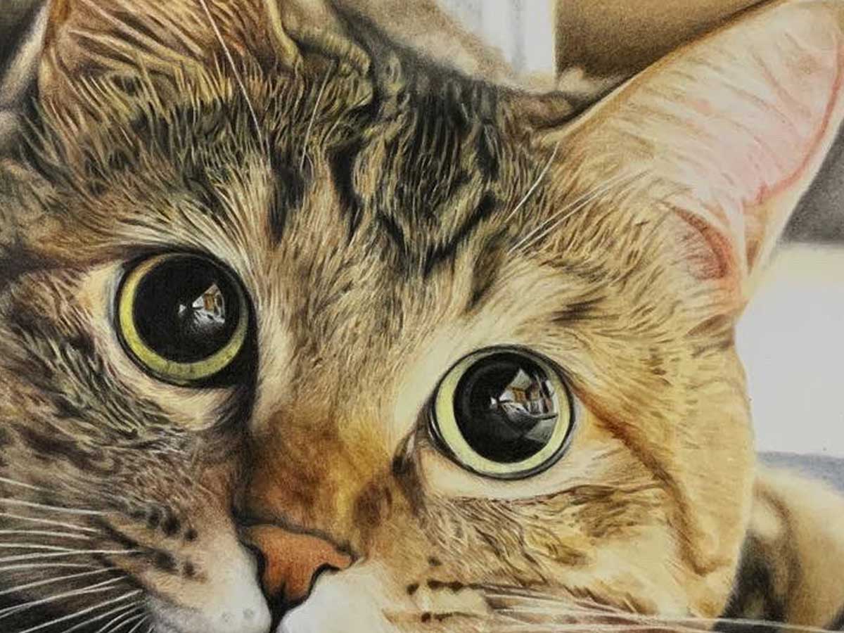 分からなかった マジか 目がクリっとした猫の画像 実はこの子 ニコニコニュース