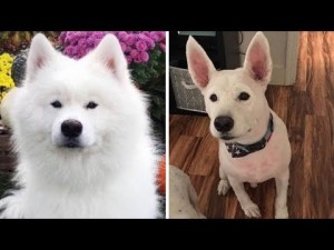 長毛種の犬をトリマーが丸刈りに 混乱する飼い主 うちの子じゃない 米 動画あり ニコニコニュース