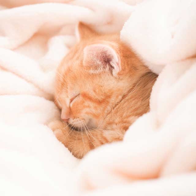 猫に危険な香りがある？猫の冬の生活に潜む猫にとっての危険を 