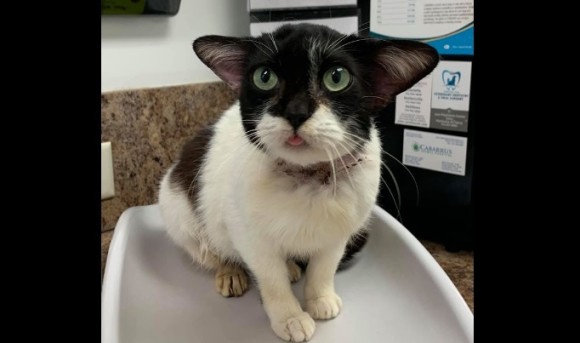 ヨーダ トビー それともギズモ 耳の位置が絶妙のキュートな保護猫にネットユーザー釘付け アメリカ ニコニコニュース