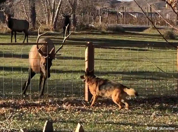 今日も遊びに来たよ 親友となった犬とアカシカ フェンス越しで追いかけっこ アメリカ ニコニコニュース