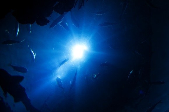 深海にはどんな生物がいるの 海の深さ順に見ることができる面白サイト The Deep Sea ニコニコニュース