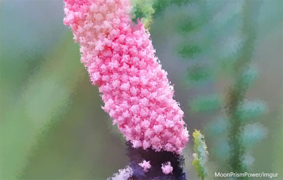 乙女ピンクな卵からの孵化 ポロポロと零れ落ちるジャンボタニシの幼体たち つぶつぶ大量注意 ニコニコニュース