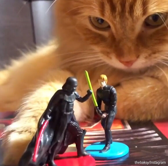 スターウォーズフィギュアでごっこ遊びをしてた猫が暗黒面に落ちる瞬間 ニコニコニュース