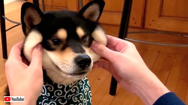 柴犬の顔は液体だった いじらせてくれないとプレゼントあげないよ というご主人に黒柴もため息 ニコニコニュース