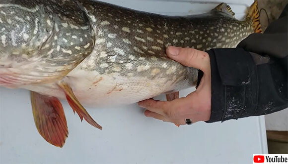 釣り上げたノーザンパイクのお腹が動いていたのでさばいたところ 生きのいい魚が出てきた アメリカ ニコニコニュース