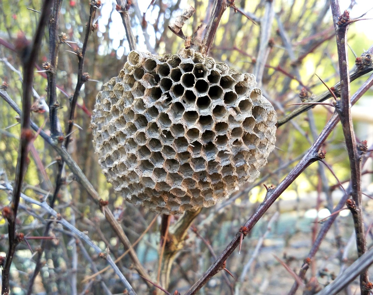 新発売の スズメバチ巣駆除剤 が物議に 生態系壊す危険もある の声も ニコニコニュース