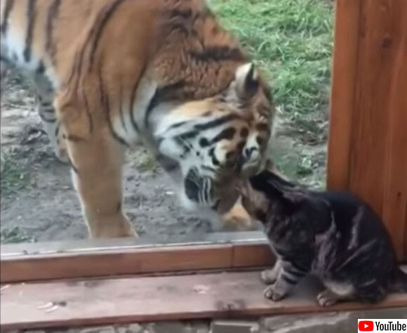 同じネコ科だもの 小さな猫にガラス越しからやさしく接する大きな虎 ロシア ニコニコニュース