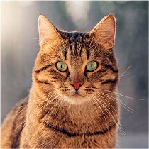 野生に一番近いのはキジトラ猫 キジトラに関する3つの噂 ニコニコニュース