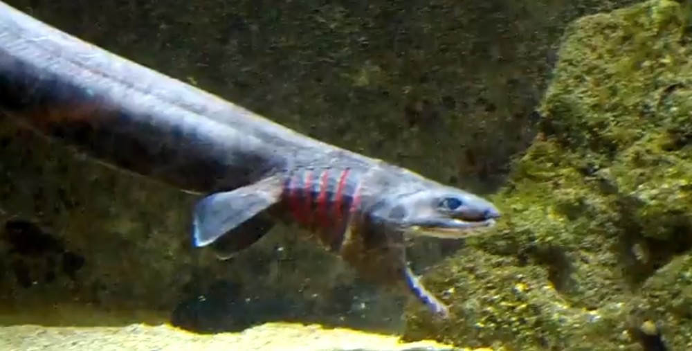 深海魚ラブカの死 朝日新聞の撮影が影響 憶測広がる 水族館は否定的 フラッシュなくても ニコニコニュース