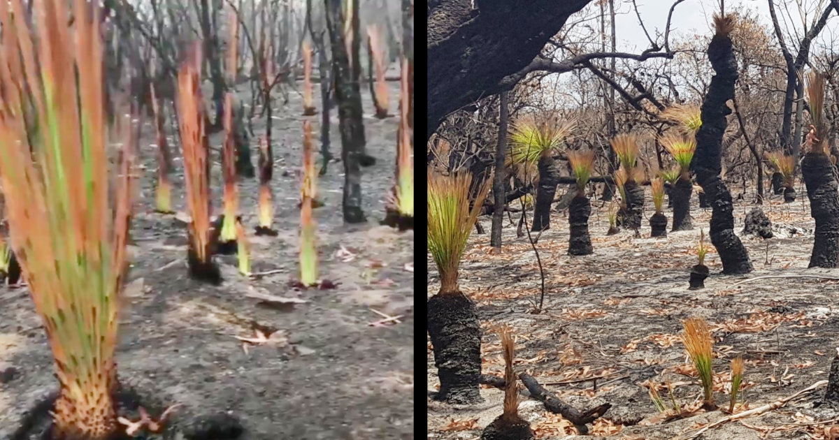 希望の新芽 森林火災のオーストラリアで焼け野原となった大地に新芽が出始め話題に ニコニコニュース