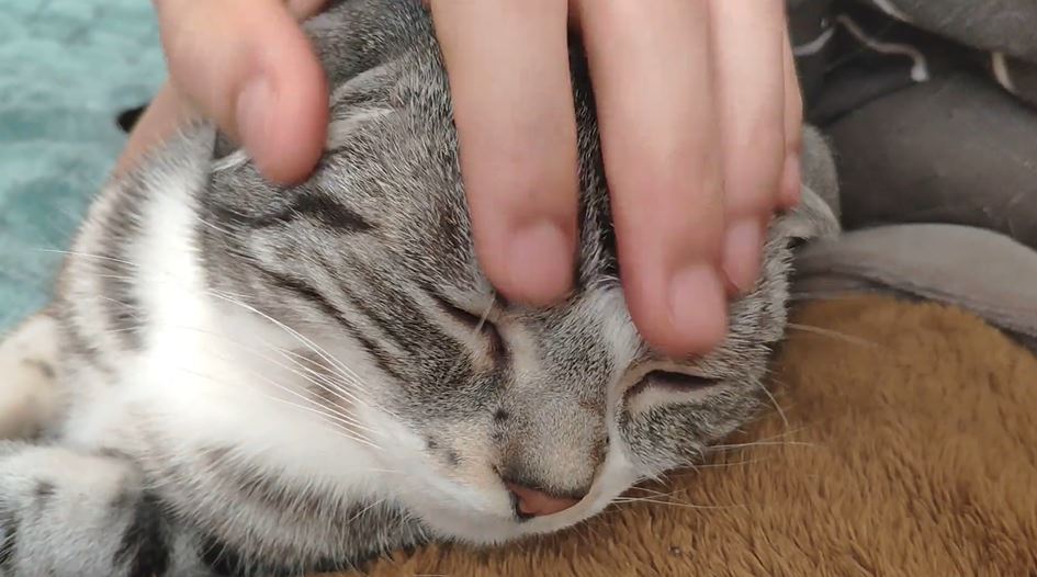 撫でられて至福の表情を見せる猫ちゃん やめると急に不満げになって 表情の落差に 飼い主さんが大好きなのね の声 ニコニコニュース