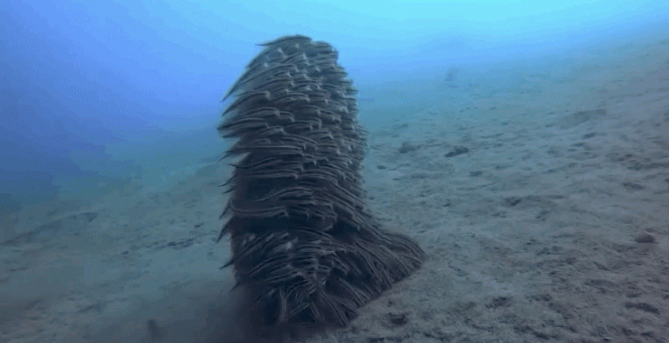 海のタタリ神 危険な魚 ゴンズイ の群れに隠された秘密とは ニコニコニュース