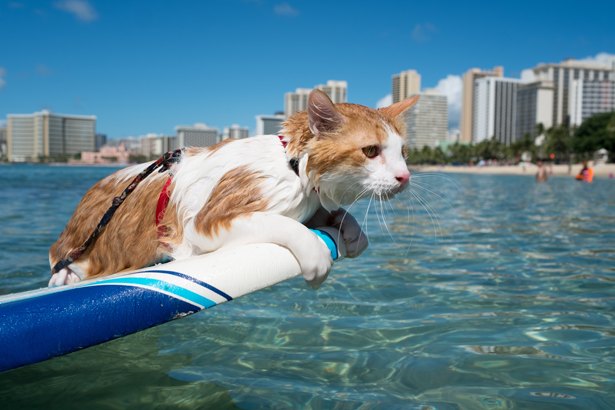 ネコに癒される1カ月 猫の日 にちなみネコ関連番組を続々放送 ニコニコニュース