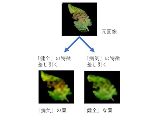 植物の病気を高精度に判別するai ニコニコニュース