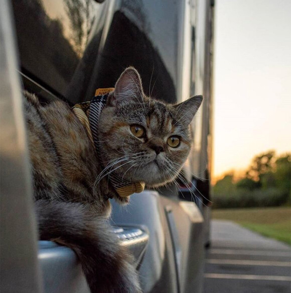 トラック運転手と共に全米を旅する猫 すでに43州を回る アメリカ ニコニコニュース