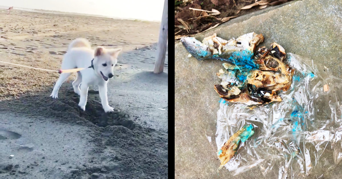 千葉 許せない 家の隣に置かれた 青い魚 を食べてしまった子犬がその後亡くなり物議 ニコニコニュース