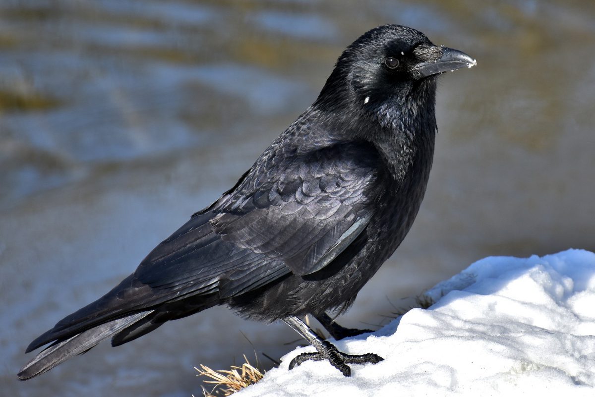 寒すぎて空中でカラスが凍る衝撃的な映像が話題に ニコニコニュース