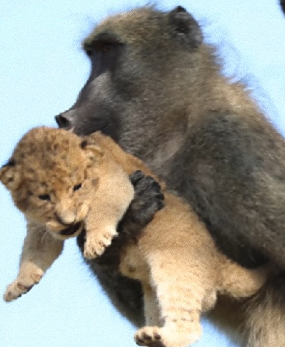 ライオンの赤ちゃんがヒヒに抱かれる ライオン キング のワンシーンのようだと話題になったがその裏にはこんな現実が ニコニコニュース