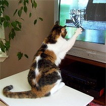 猫がテレビから離れにゃい 猫は本当にテレビを見ているの ニコニコニュース