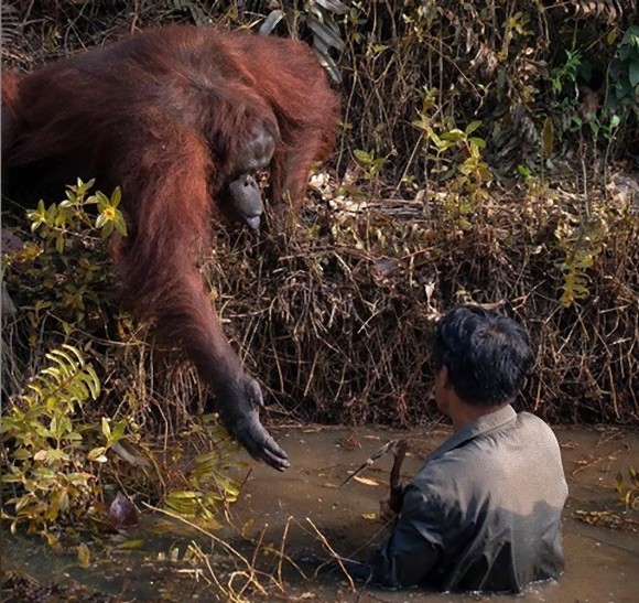 野生のオランウータン 川に入った男性に手を差し出し 救い出そうとする仕草 ボルネオ島 ニコニコニュース