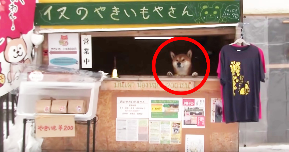 住宅街にある 犬の焼き芋屋さん が可愛すぎると話題に 収益は他の犬を助けるために使われる ニコニコニュース