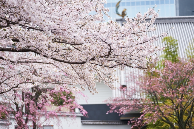 日本美のミュージアムホテル ホテル雅叙園東京にて 桜のおもてなし を開催 ニコニコニュース