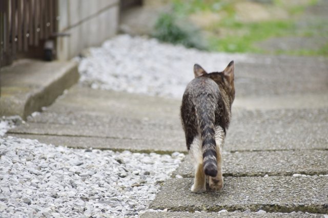 猫の糞尿被害にウンザリ 市に相談したら 薬品リストを手渡されて 鹿児島 60代男性 ニコニコニュース