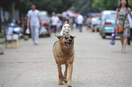 仲よきことは ワン ダフルだニャー 犬猫カップル評判に 雲南 ニコニコニュース