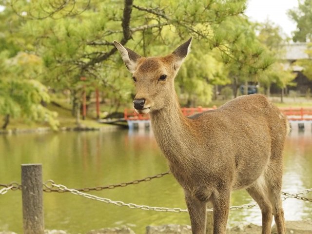 遠足のお弁当 必ずオニギリにしてください 奈良の幼稚園が注意喚起 その理由が納得すぎた ニコニコニュース