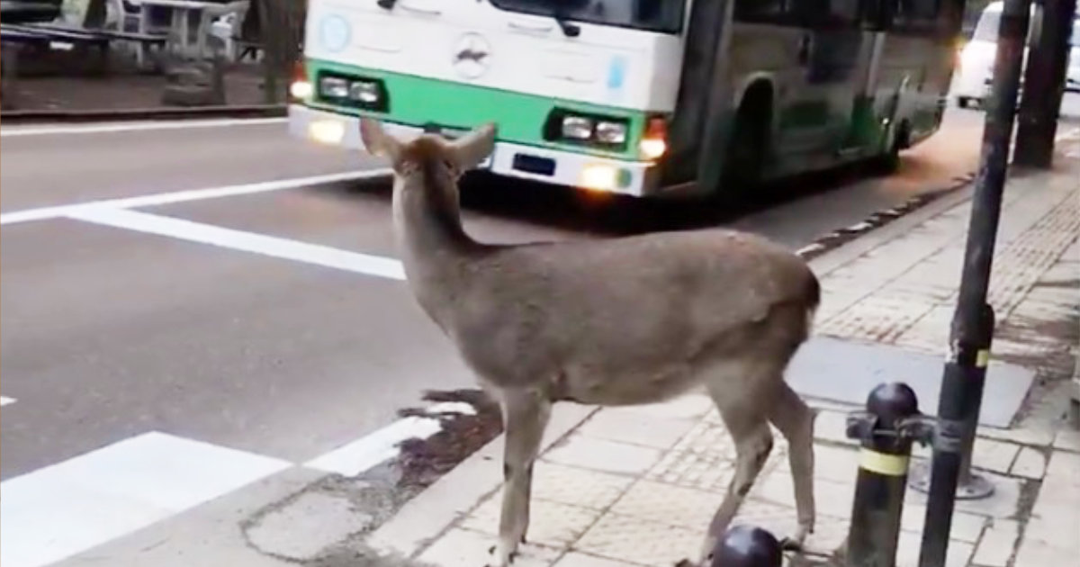 奈良 鹿 通りますよ 車 どうぞ 鹿 おおきに 礼儀正しい鹿の行動が話題に ニコニコニュース