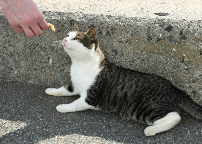 不快な人も 野良猫に餌をやる 餌やりさん の行為は 善か 悪か ニコニコニュース