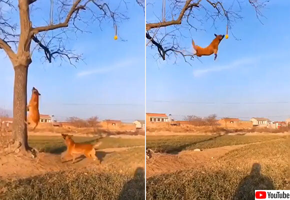 犬も楽しきゃ木に登る 木にぶら下がったテニスボールを空中キャッチする凄い犬たち ニコニコニュース