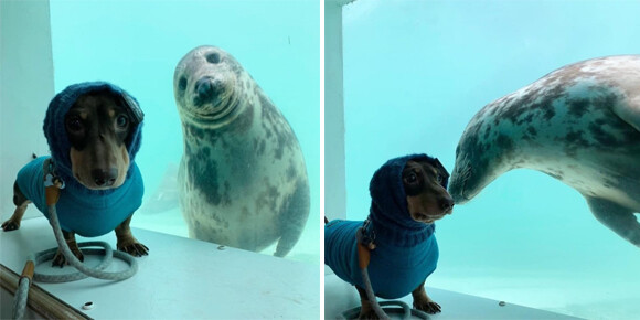犬と海の犬 アザラシ が仲間になった ガラス越しから友情がしっかり届いているよ イギリス ニコニコニュース