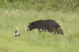 くさっ スカンクが強烈なオナラを一発お見舞いしたらクマも森に逃げていくことが判明 ニコニコニュース