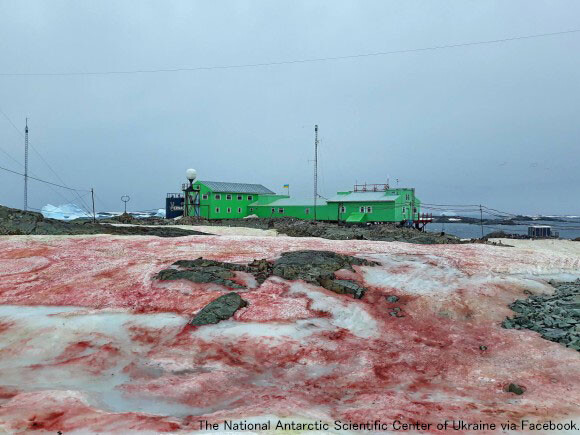 南極の一部で血の雪が発生