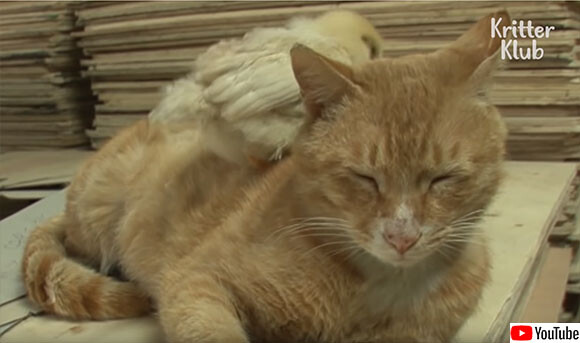 この子の父親にオレはなる 鳥のヒナと出会った瞬間から父性が炸裂したオス猫 ニコニコニュース