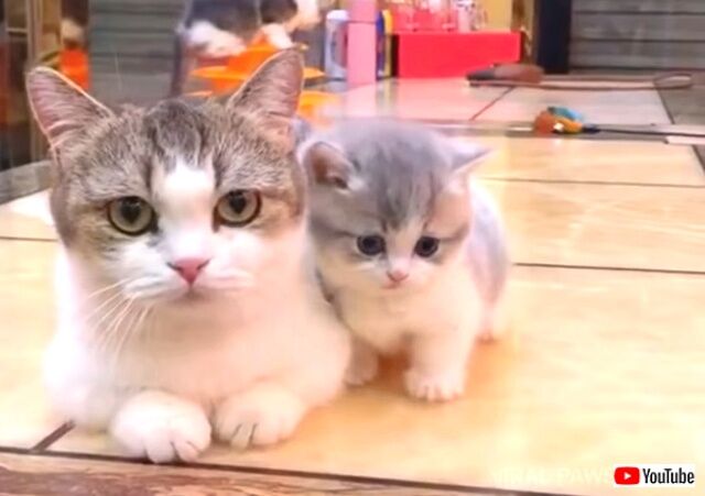 これはもう可愛さ大爆発 マンチカンのママと子猫のキュートな動画に癒されたい ニコニコニュース