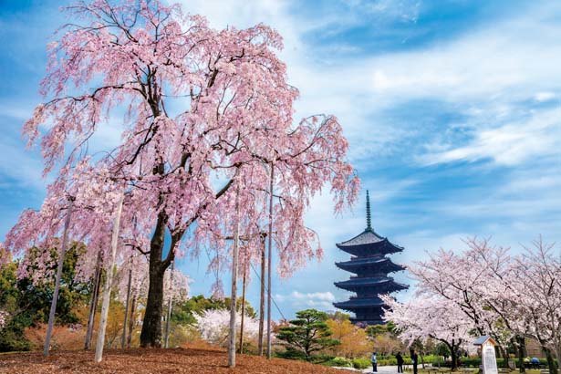 観光の拠点駅から徒歩圏内の名所 京都駅周辺の桜スポット4選 ニコニコニュース