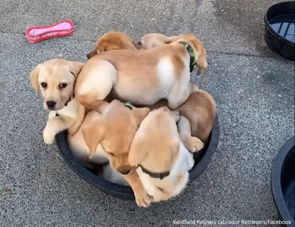 たらいの中が大渋滞 どうしても入りたかったラブラドールの子犬たちは全部で何匹 ニコニコニュース