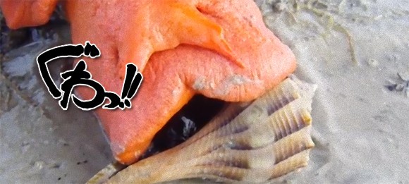 なにこれ怖い 完全肉食の巨大な貝 トリプロフズス ギガンテウス の捕食映像 ニコニコニュース