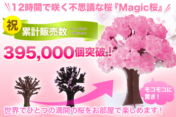 インドア花見におすすめ 室内で楽しめる桜 マジック桜 累計販売数395 000個突破 ニコニコニュース