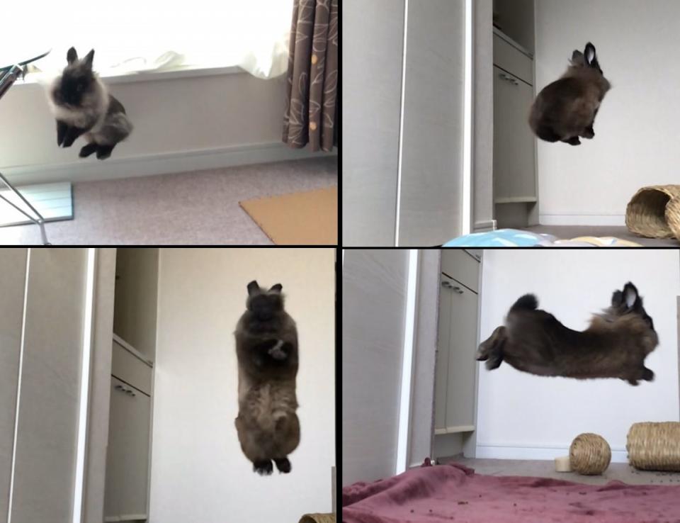 ウサギって空を飛べるんだっけ と思わざるを得ない写真がこちら ニコニコニュース