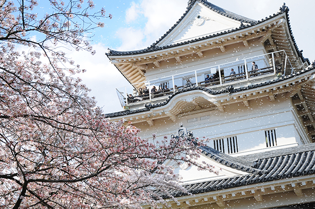 お花見特集 お堀や天守閣に舞い散る桜の絶景 小田原城 ニコニコニュース