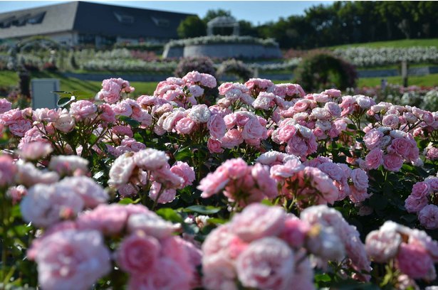 春到来で色鮮やかなバラが開花 鹿児島県鹿屋市で かのやばら祭り春 開催 ニコニコニュース