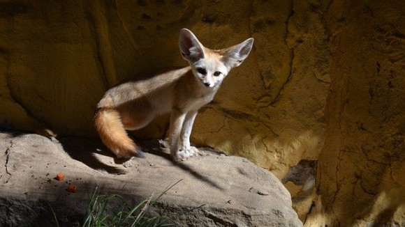 お客のいない空っぽの動物園で フェネックが館内を大冒険 アメリカ ニコニコニュース