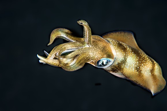 イカは自分の伝令rnaを編集し複数のタンパク質を生み出すというスーパースキルを持っていることが判明 米研究 ニコニコニュース