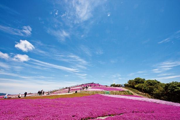 愛知県豊根村の絶景ドライブコース 新豊根ダム見学と感動の芝桜を体験しよう ニコニコニュース