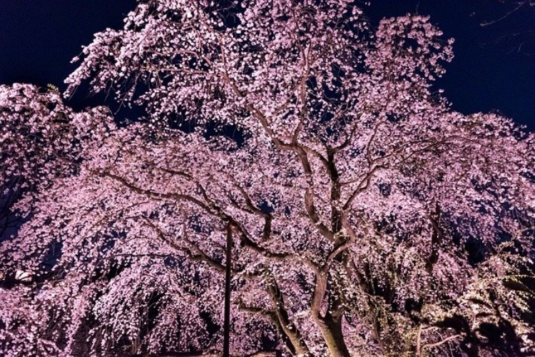 夜桜の名所 日本三大夜桜 と 古くからの桜の名所 日本三大桜の名所 をご紹介 ニコニコニュース